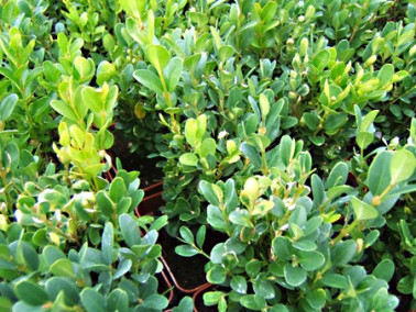 Lot 6 Buis à Bordure sempervirens suffruticosa nana