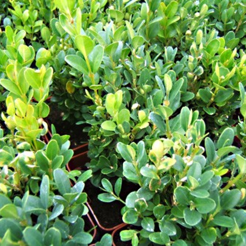 Lot 6 Buis à Bordure sempervirens suffruticosa nana