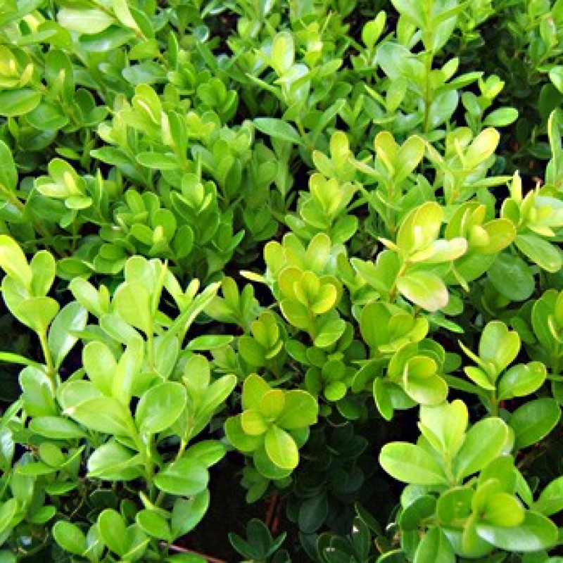 Lot 24 Buis à Bordures sempervirens Chateau