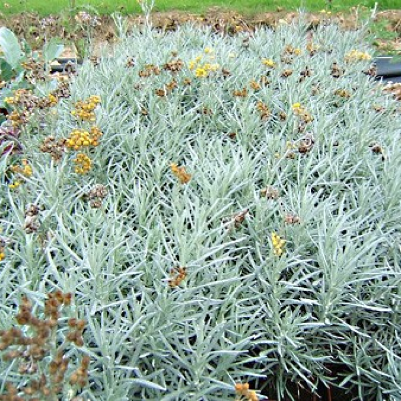 Lot 12 herbes à curry