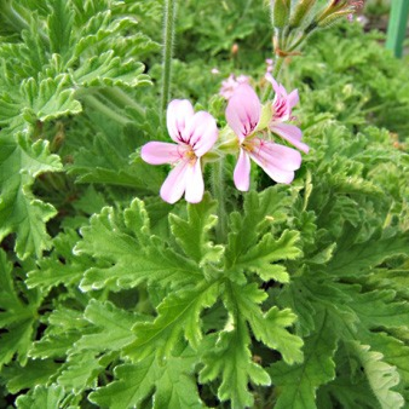 Géranium odorant citronnelle Géranium odorant citronnelle