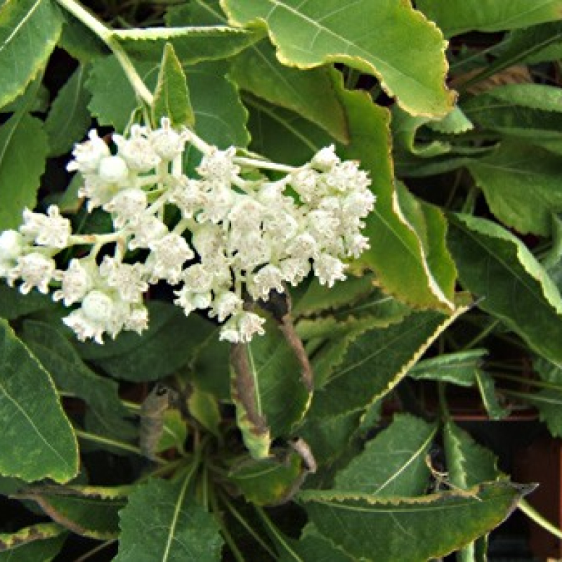 Wild quinine Wild quinine