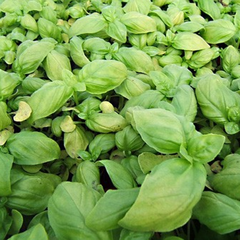 Superbe Basilic grand vert