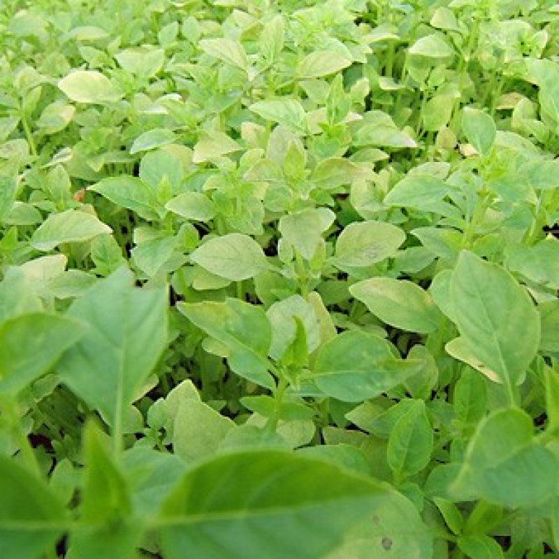 Basilic fin vert Basilic fin vert