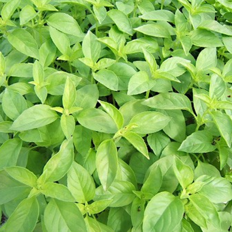 Basilic anis Basilic anis