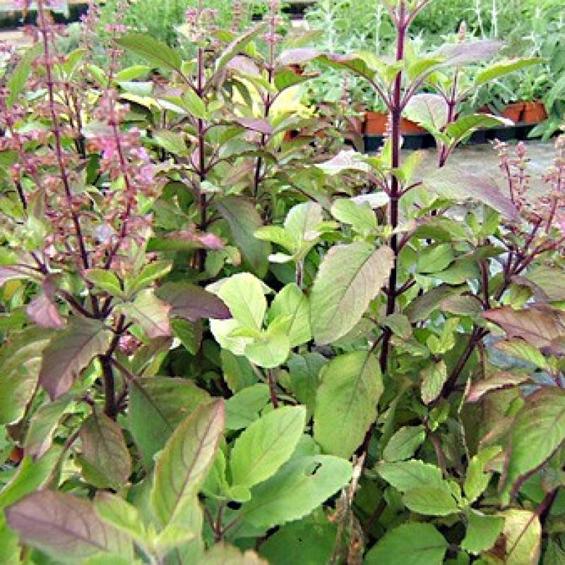 Basilic sacré de Thailande