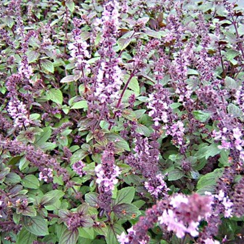 Basilic Magic Blue Basilic Magic Blue