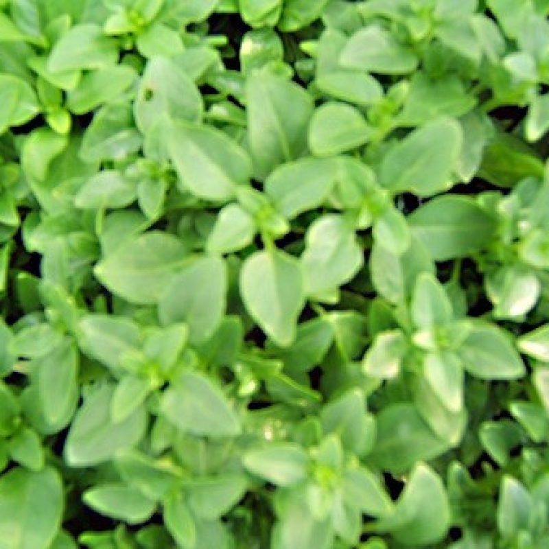 Basilic grec Basilic grec