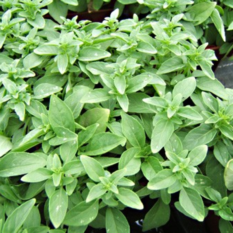 Basilic Latino Basilic Latino