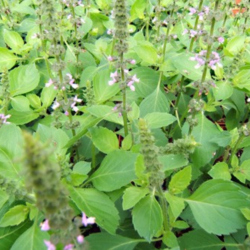 Basilic poivre Basilic poivre