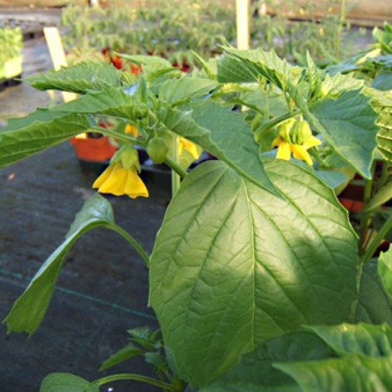 Tomatillo toma verde