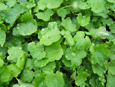 Cymbalaire Cymbalaire