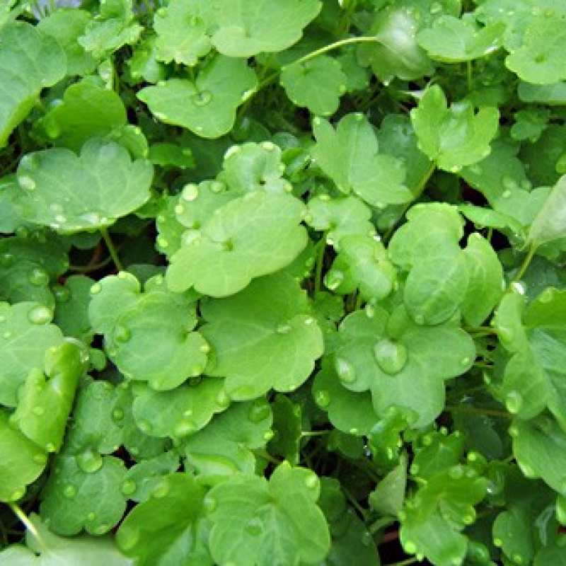 Cymbalaire Cymbalaire