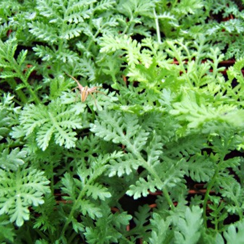 Camomille des teinturiers