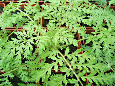 Phacélie à feuilles de tanaisie Phacélie à feuilles de tanaisie