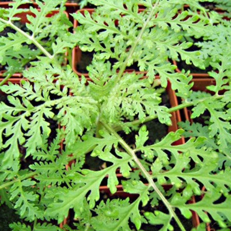 Phacélie à feuilles de tanaisie Phacélie à feuilles de tanaisie