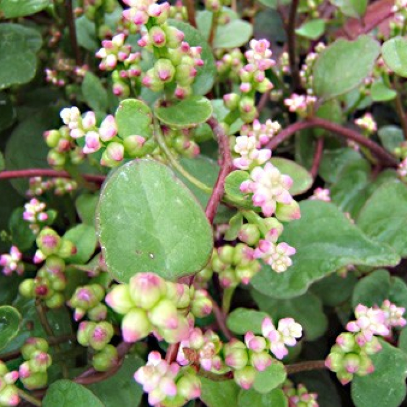 Baselle épinard de Ceylan Baselle épinard de Ceylan