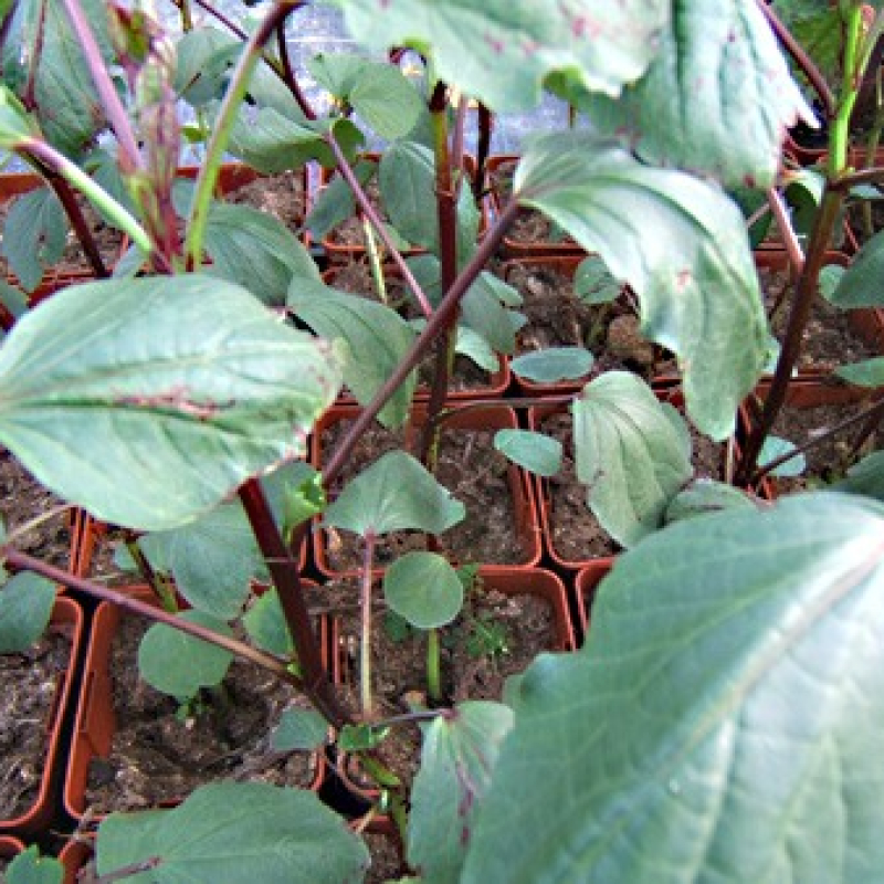 Bissap pourpre Bissap pourpre