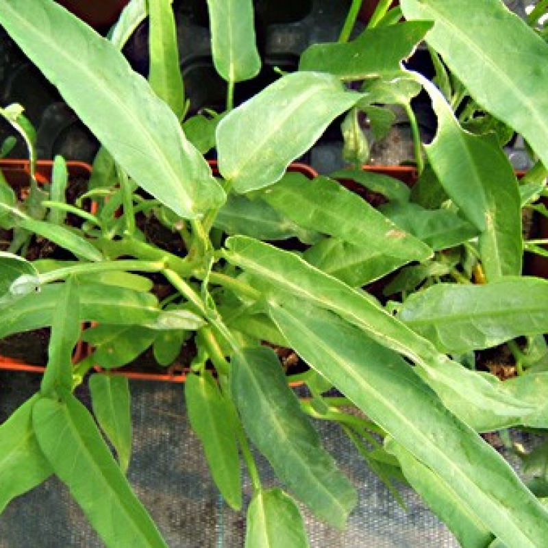 Ipomée aquatique Ipomée aquatique