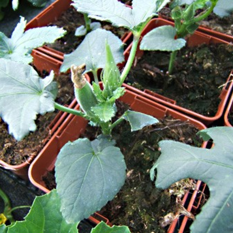 Okra du Mexique - Gombo
