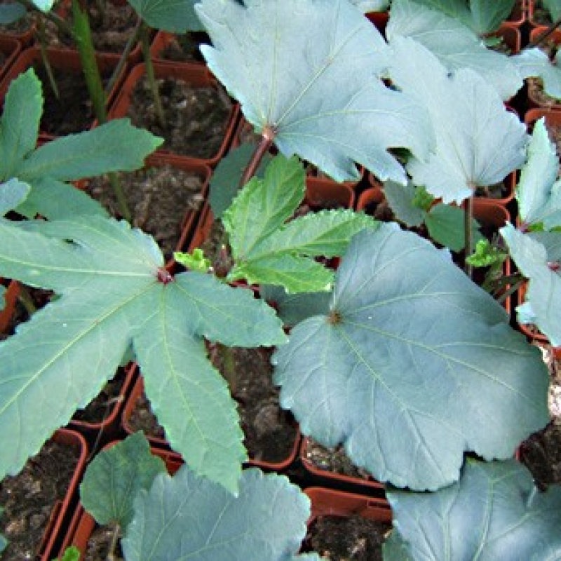 Okra pourpre - Gombo pourpre Okra pourpre - Gombo pourpre