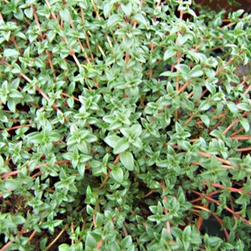 Thym corse Thym corse