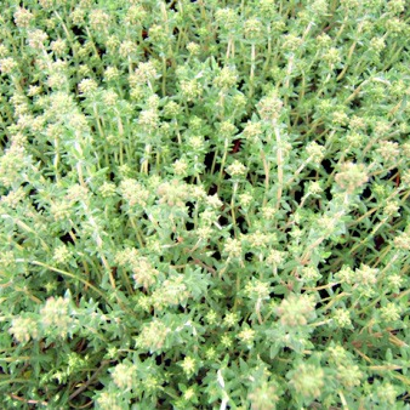 Thym orange Thym orange