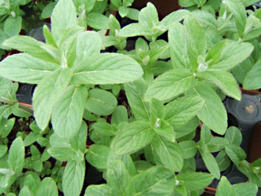 Menthe budleia Menthe budleia