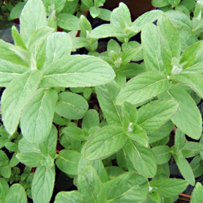 Menthe budleia Menthe budleia