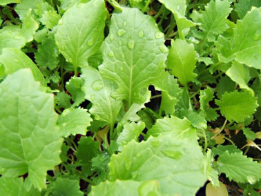 Broccoli sauvage Broccoli sauvage