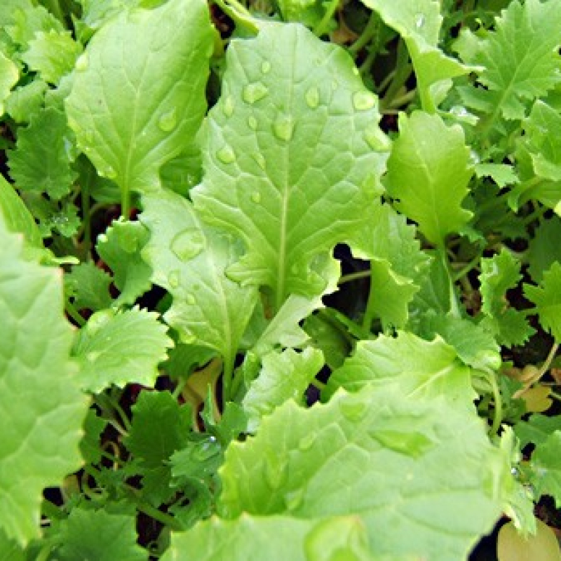 Broccoli sauvage Broccoli sauvage