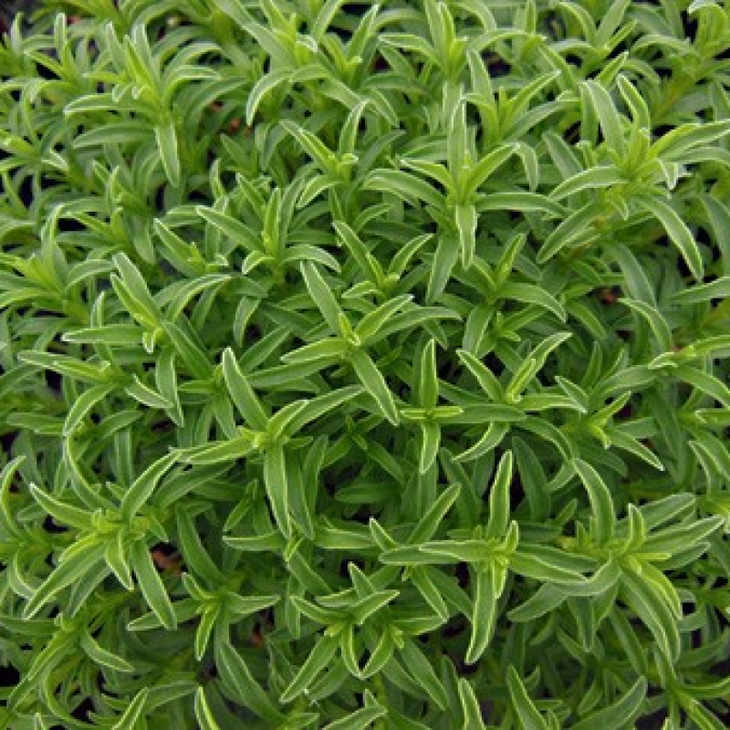 Sarriette naine des montagnes Sarriette naine des montagnes