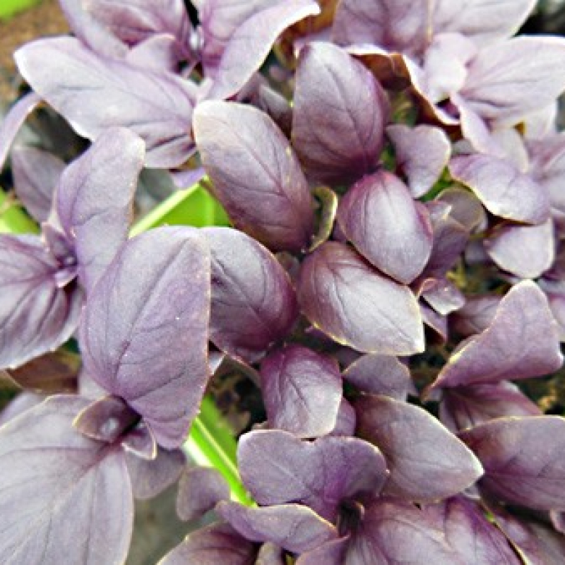 Basilic pourpre Basilic pourpre