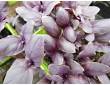 Basilic pourpre Basilic pourpre