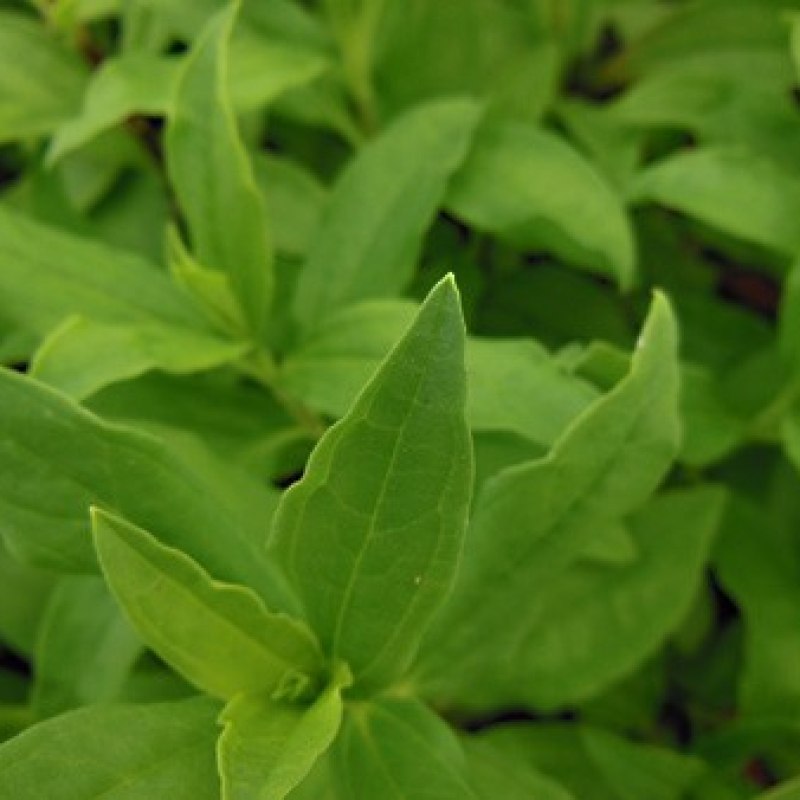 Saponaire officinale Saponaire officinale