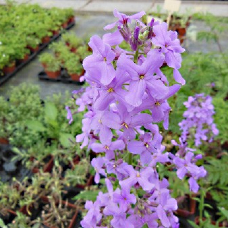 Julienne des jardins