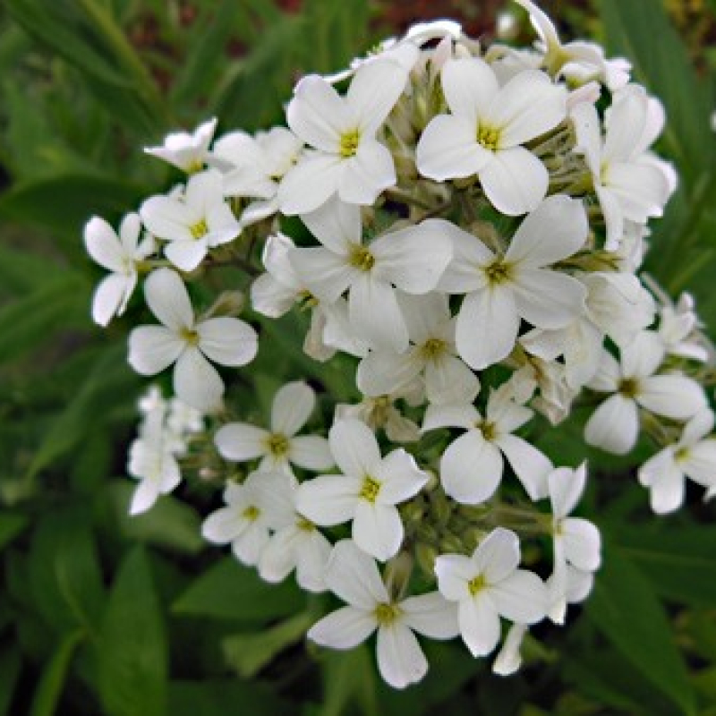Julienne des jardins à fleurs blanches Julienne des jardins à fleurs blanches
