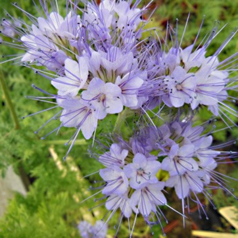 Phacélie à feuilles de tanaisie Phacélie à feuilles de tanaisie