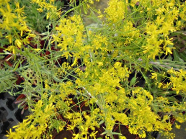 Pastel des teinturiers