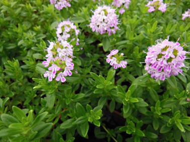 Thym hirsute