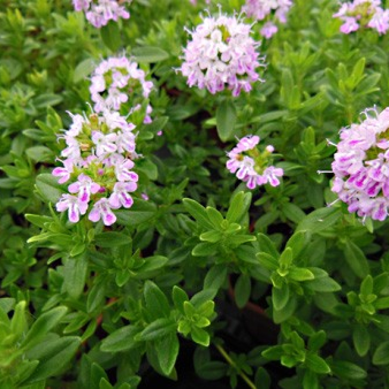Thym hirsute