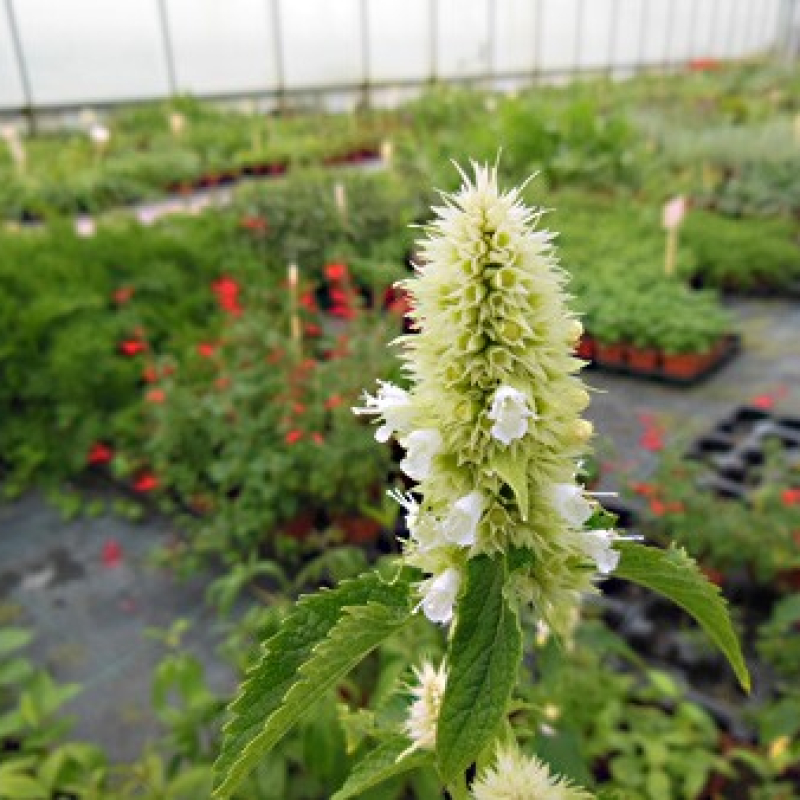 Anis-Hysope à fleurs blanches