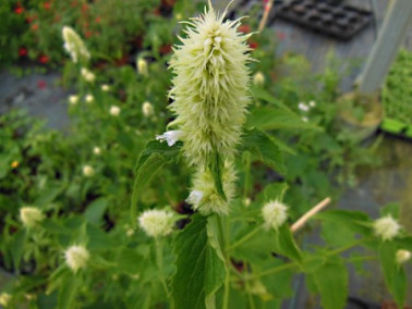 Anis-Hysope à fleurs blanches