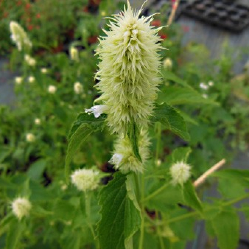 Anis-Hysope à fleurs blanches