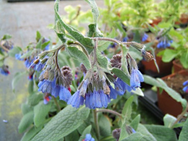 Consoude du Caucase Consoude du Caucase