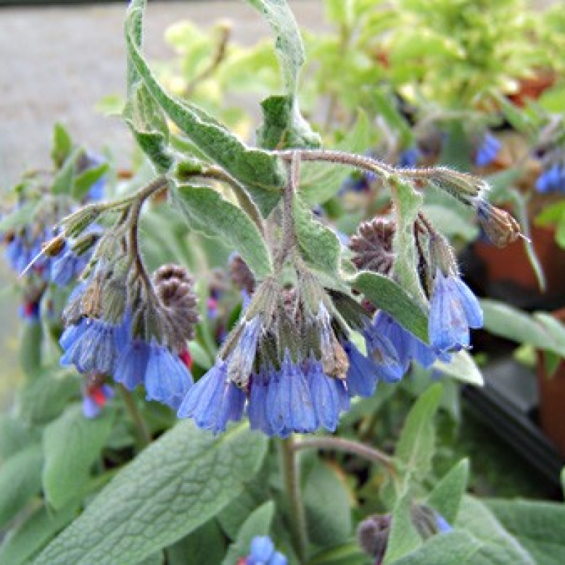 Consoude du Caucase Consoude du Caucase