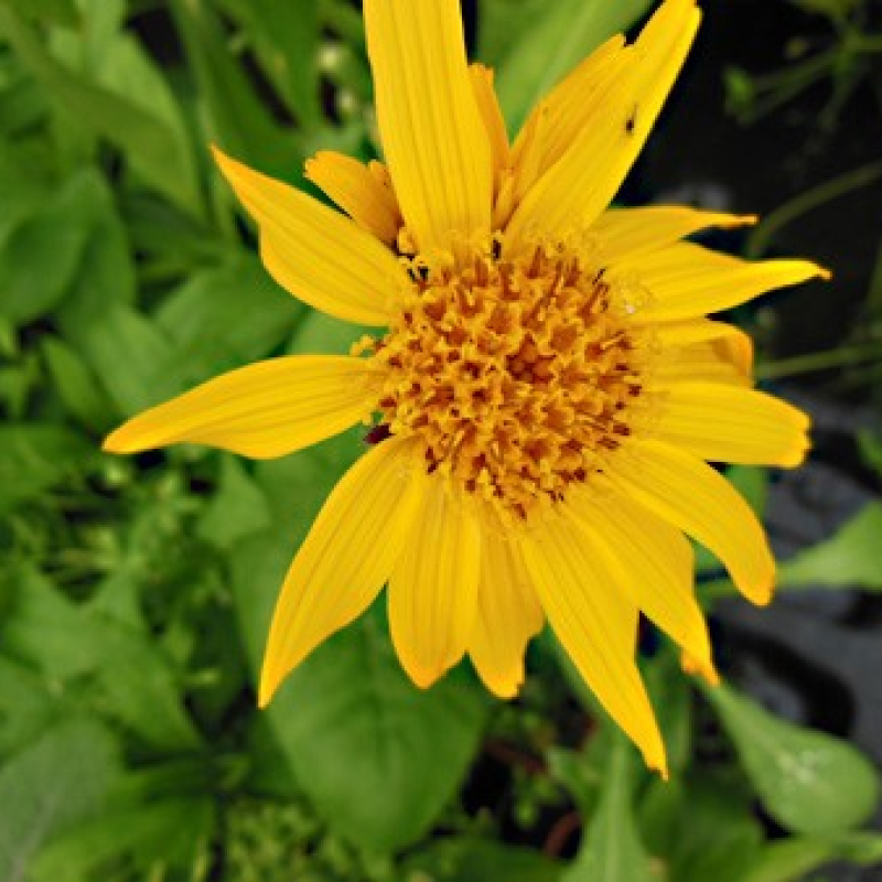 Arnica