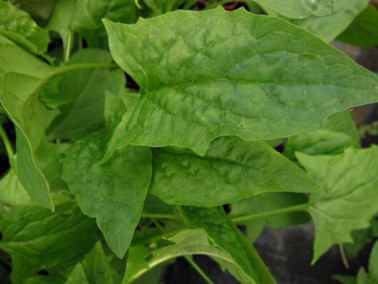 Epinard-fraise en tête