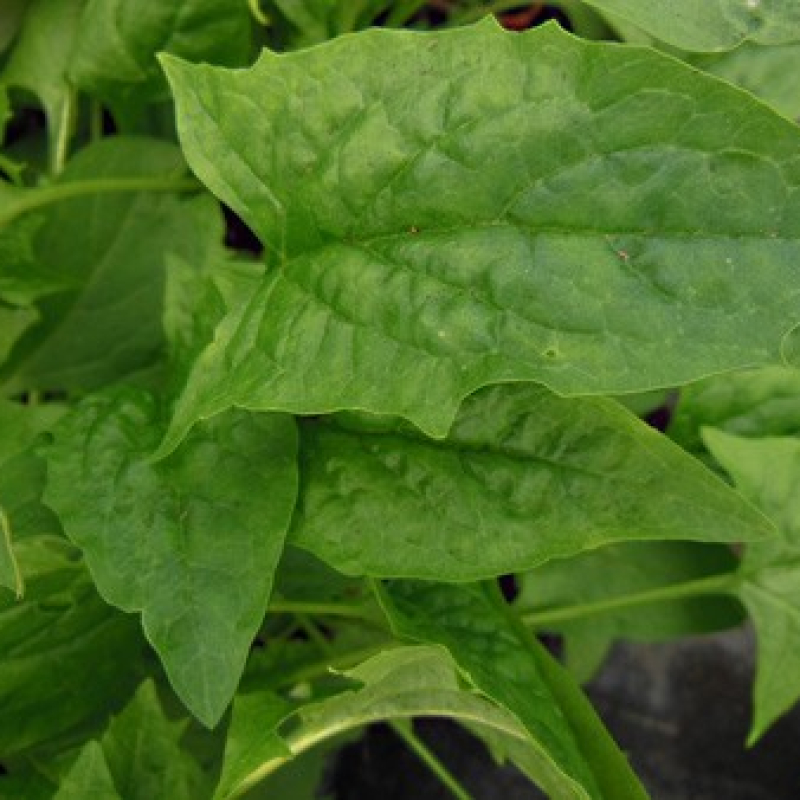 Epinard-fraise en tête