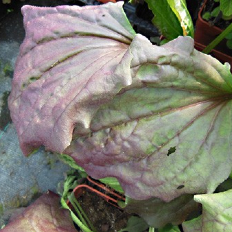 Grand Plantain pourpre Grand Plantain pourpre